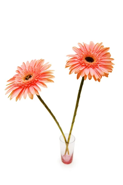 Gerber daisies isolated — Stock Photo, Image