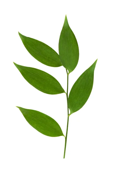 Zweig mit grünen Blättern isoliert — Stockfoto