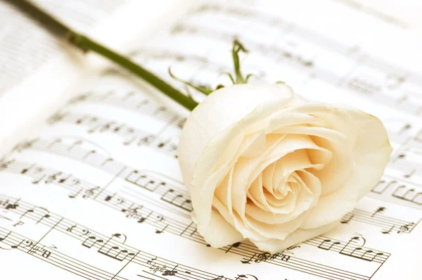音乐笔记页上的白玫瑰 — 图库照片