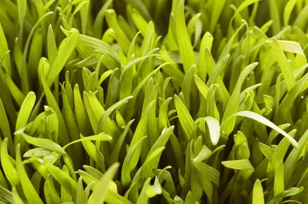 Close up de grama verde — Fotografia de Stock