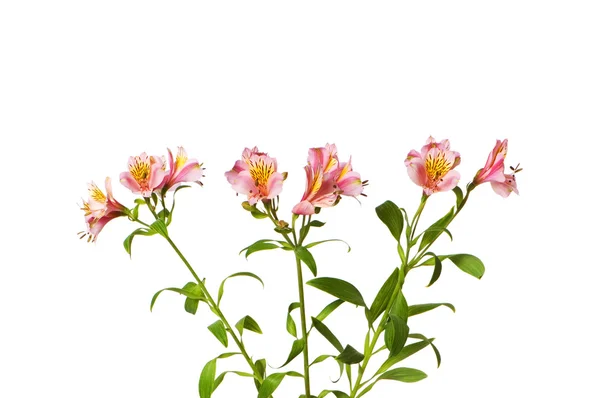 Изолированные цветные лилии — стоковое фото