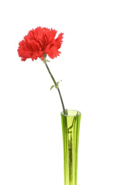 Одна красная гвоздика в зеленой вазе — стоковое фото