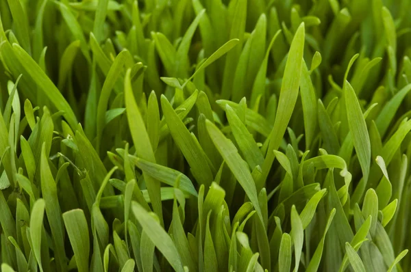 Extrem närbild på färskt gräs — Stockfoto