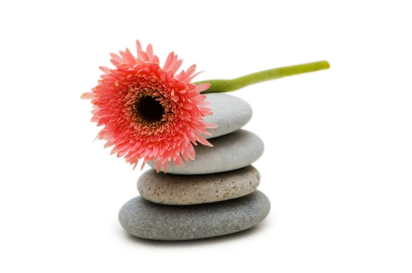 Red gerber daisy and pebbles — Stock Photo, Image