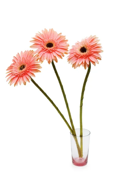 Gerbera daisies na białym tle — Zdjęcie stockowe