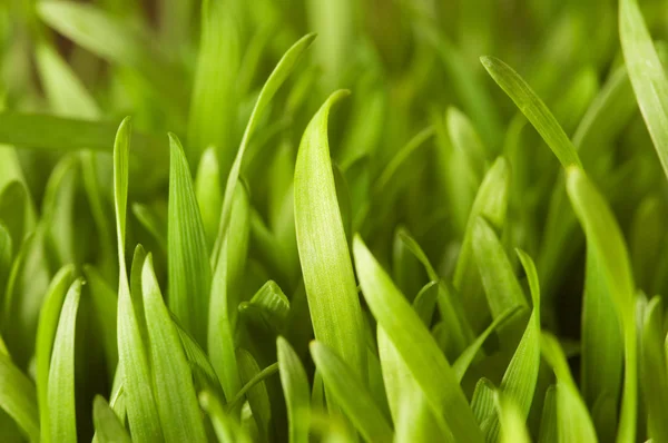 Sluiten van groen gras — Stockfoto