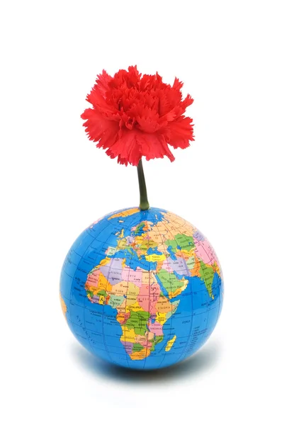 地球和红色康乃馨 — 图库照片