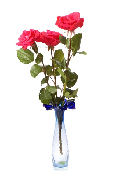 Três rosas vermelhas isoladas — Fotografia de Stock