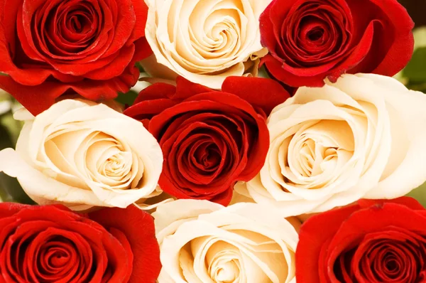 Fundo das rosas vermelhas e brancas — Fotografia de Stock