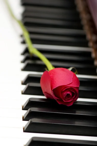 Conceito romântico - rosa vermelha — Fotografia de Stock