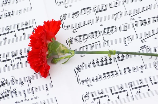Rode carnation bloem op notities — Stockfoto