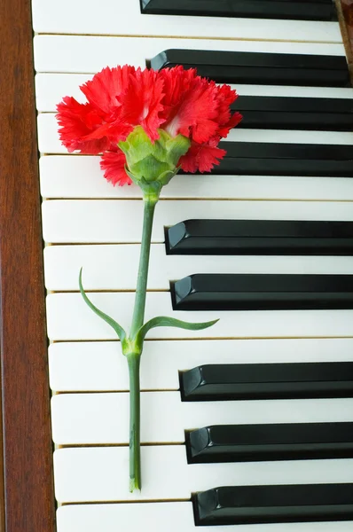 Romantic concept - red carnation — Stock Photo, Image