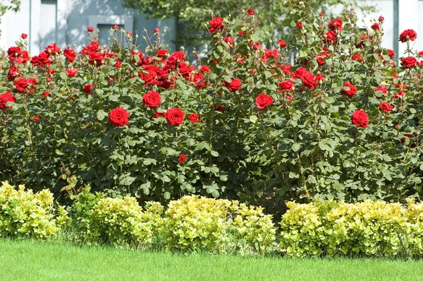 Růžová zahrada na jasný den — Stock fotografie