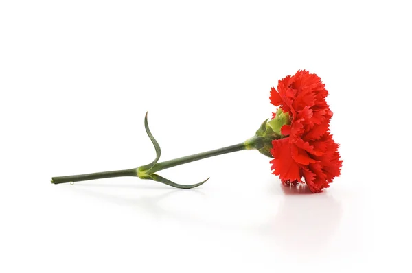 Red carnations isolated on the white — Stock Photo, Image
