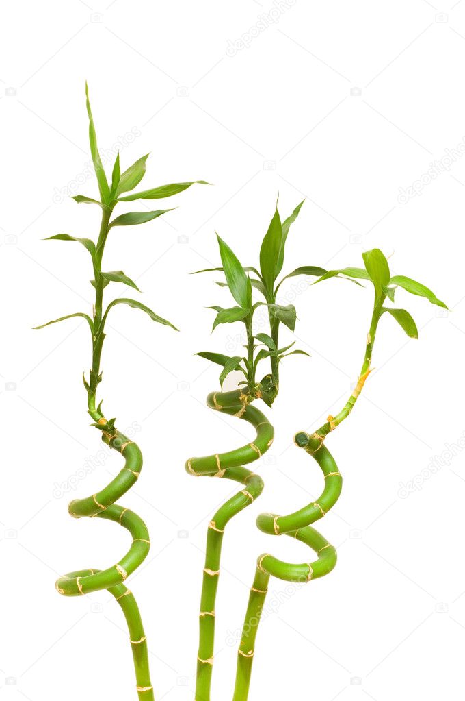 bamboo branches isolated on the white