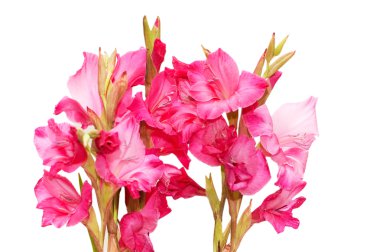 Red gladiolus isolated on the white clipart