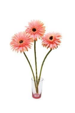 gerber daisies üzerinde beyaz izole