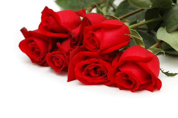 Rose rosse isolate sul bianco — Foto Stock