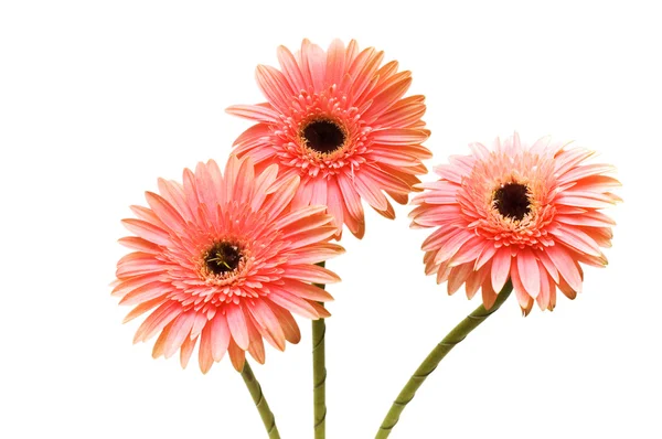 Three flowers isolated on the white — Stock Photo, Image
