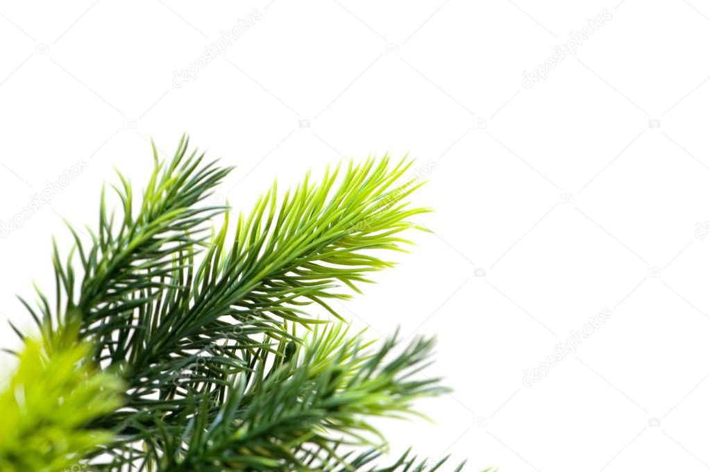 Close up of fir tree brach isolated