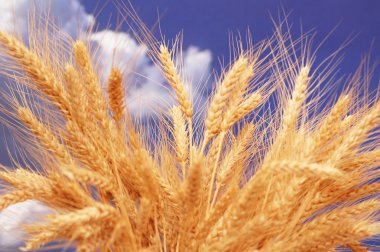 Wheat ears against the cloudy sky clipart