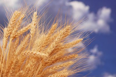 Wheat ears against the blue sky clipart