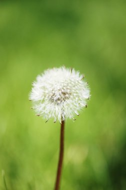 Dandelion against green background clipart