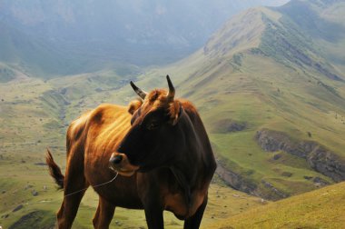 Bull at the top of the mountain clipart