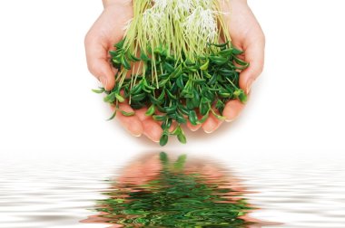 Two hands holding herbs isolated clipart