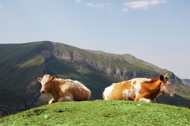 Tow cows at the top of hill in summer clipart