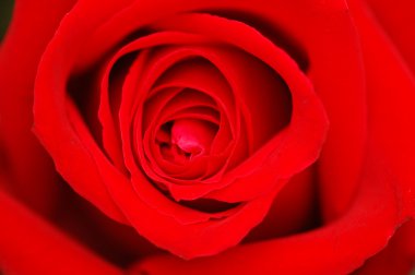 Bud of a red rose clipart