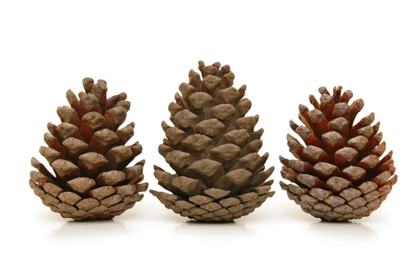 Três cones de pinheiro isolados em branco — Fotografia de Stock