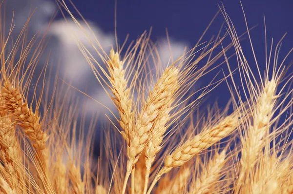 Espigas de trigo contra el cielo azul —  Fotos de Stock