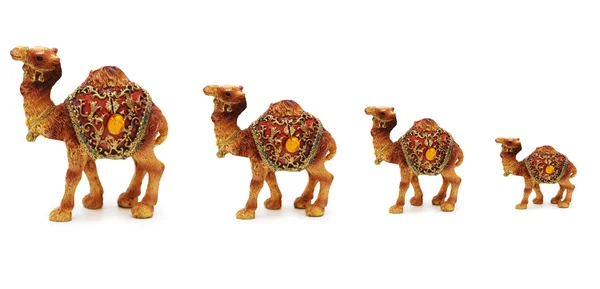 Husvagn av kameler isolerad på vit — Stockfoto