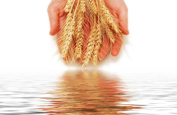 Руки держат пшеничные уши изолированы — стоковое фото