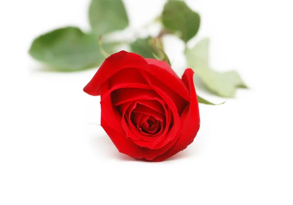 Rode rose geïsoleerd op de witte — Stockfoto