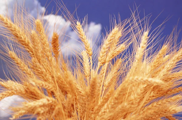 Пшеничные уши против облачного неба — стоковое фото