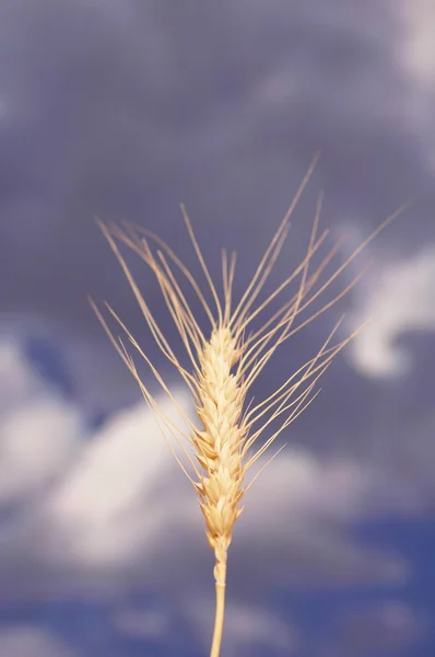 Oreja de trigo contra el \sky azul — Foto de Stock