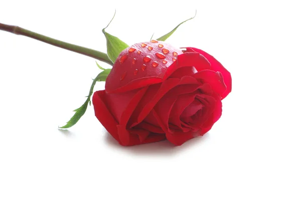 Rosa rossa isolata sul bianco — Foto Stock