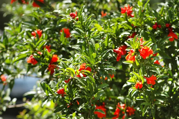 Pomegranate tree on a bright day — Stock Photo, Image