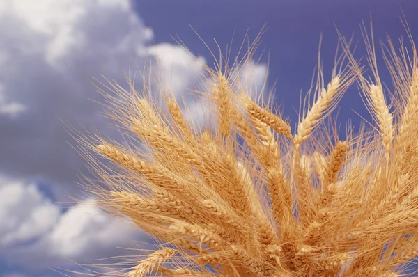Spighe di grano contro il cielo blu — Foto Stock