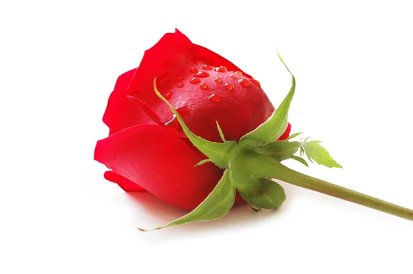 Rosa roja aislada en el blanco — Foto de Stock