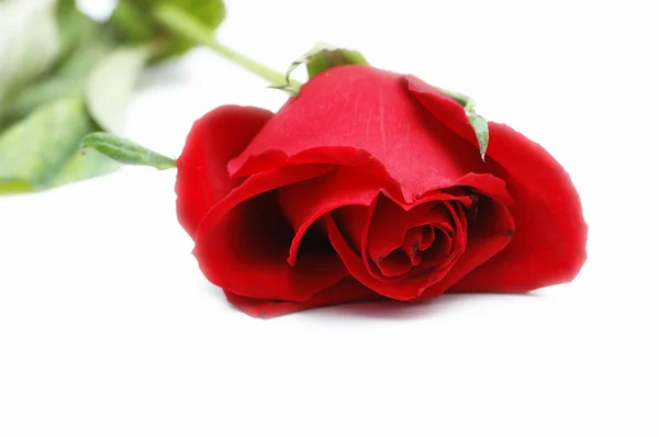 Red rose isolated on the white — Stock Photo, Image