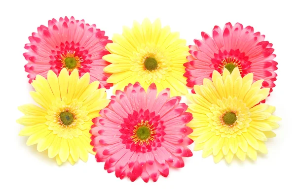 Várias flores coloridas isoladas — Fotografia de Stock