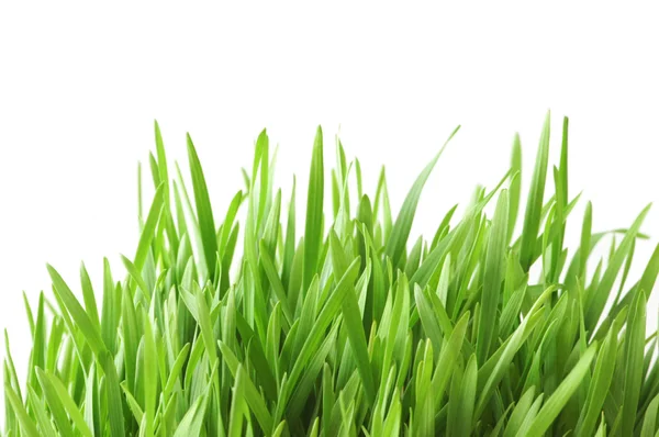 Yeşil çimenlerin üzerinde beyaz izole — Stok fotoğraf