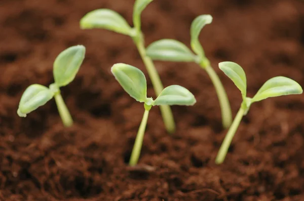 Nouveau concept de vie - les semis grandissent — Photo