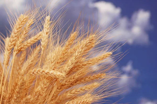 Weizenähren gegen den blauen Himmel — Stockfoto