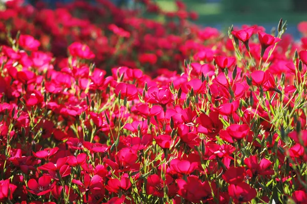 Rote Blüten — Stockfoto