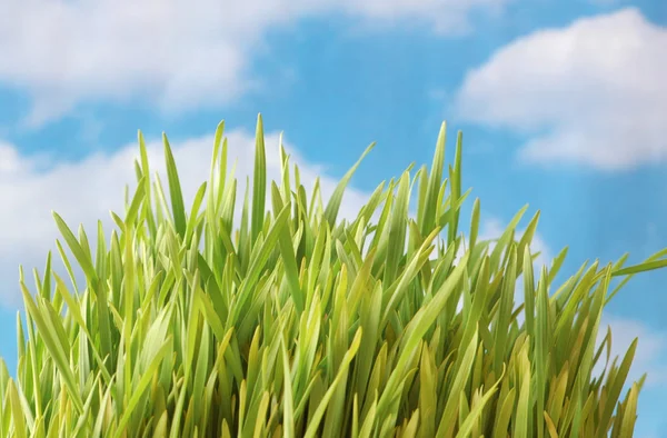 stock image Green grass against the bright sky