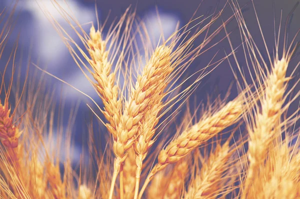 Épis de blé contre le ciel bleu — Photo